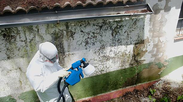Trusted Mold Remediation service in West Orange, TX - Cheap Mold Removal